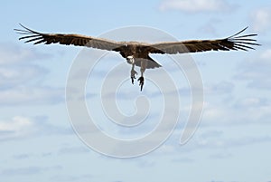 Griffon Vulture Gyps fulvus flying