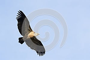 Griffon Vulture Gyps fulvus flying