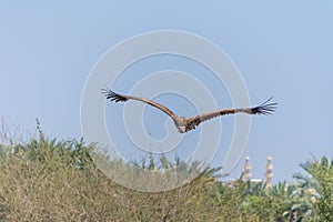 The griffon vulture Gyps fulvus  flying above green trees soars with its huge wingspan on a blue sky