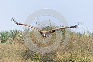 The griffon vulture Gyps fulvus  flying above green trees soars with its huge wingspan on a blue sky