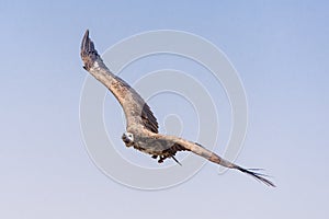 The griffon vulture Gyps fulvus  flying above green trees soars with its huge wingspan on a blue sky