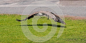 Griffon vulture, Gyps fulvus, flying