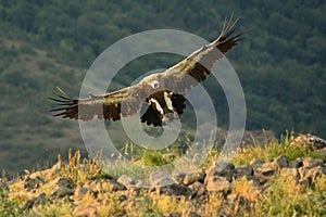 A Griffon Vulture Gyps fulvus flying over the rocks in morning sun