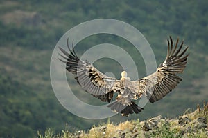 A Griffon Vulture Gyps fulvus flying over the rocks in morning sun