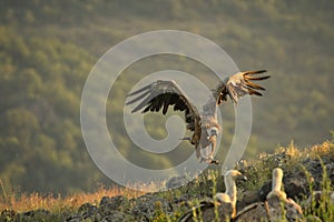 A Griffon Vulture Gyps fulvus flying over the rocks in morning sun