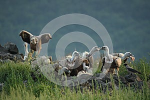 A Griffon Vulture Gyps fulvus flying over the rocks in morning sun. Feeding vultures