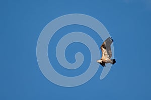 Griffon vulture Gyps fulvus flying in Revilla.