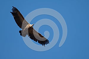 Griffon vulture Gyps fulvus flying in Revilla.