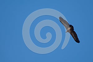 Griffon vulture Gyps fulvus flying in Revilla.