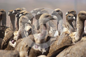 Griffon Vulture Gyps fulvus Group eating carrion,birds raptors