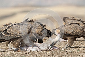Griffon Vulture Gyps fulvus Group eating carrion, raptors, Spain photo