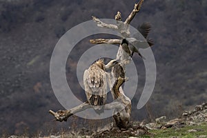 Griffon vulture, gyps fulvus, hooded crow, corvus cornix, scald crow, hoodie