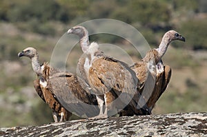 Griffon vulture, Gyps fulvus, large birds of prey