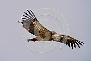 Griffon vulture, Gyps fulvus in Monfrague National Park. Extremadura, Spain