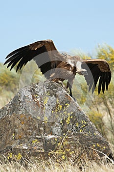 Griffon Vulture Gyps fulvus with open wings, flying scavenger