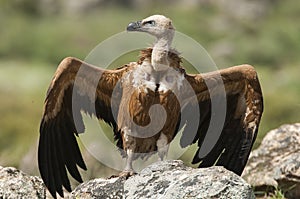 Griffon Vulture Gyps fulvus with open wings, flying scavenger