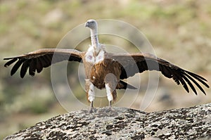 Griffon Vulture Gyps fulvus with open wings, flying scavenger