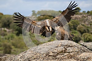 Griffon Vulture Gyps fulvus with open wings, flying scavenger