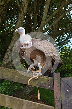 Griffon vulture (Gyps fulvus) perched on a fence. photo