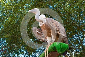 Griffon vulture (Gyps fulvus) perched. photo