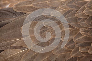 Griffon vulture (Gyps fulvus). Plumage texture