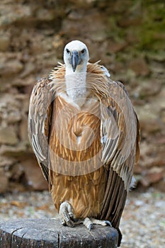 Griffon vulture (Gyps fulvus) photo