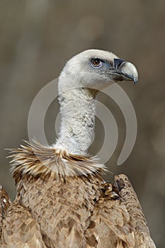 Griffon vulture Gyps fulvus, portrait photo