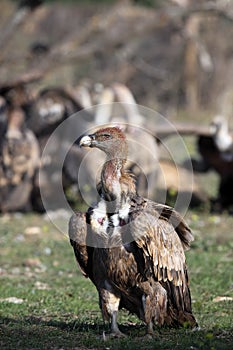 The griffon vulture Gyps fulvus sitting on the ground in front of a group of tearing prey with a dirty head. A large vulture