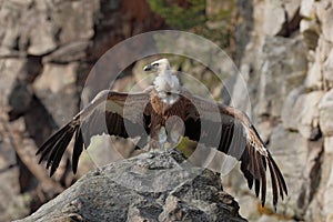 Griffon Vulture, Gyps fulvus, sitting on the stone with spread wings, rock mountain, Spain