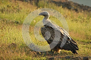 A Griffon Vulture Gyps fulvus sitting and walking in the morning sun