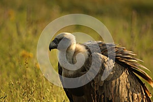 A Griffon Vulture Gyps fulvus sitting and walking in the morning sun