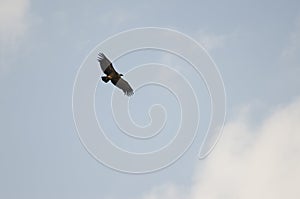Griffon vulture Gyps fulvus soaring. photo