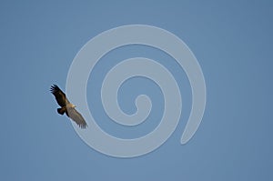 Griffon vulture Gyps fulvus soaring.