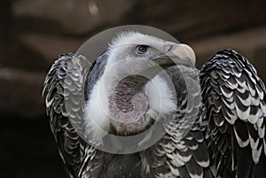Griffon Vulture - Gyps rueppellii
