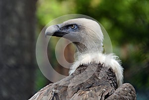 Griffon vulture