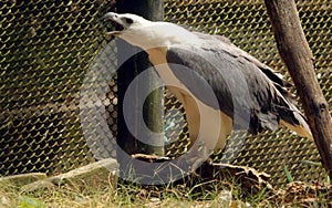 Griffon vulture in indian zoological park