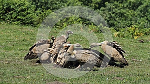 Griffon vulture at Jaizkibel photo