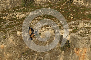 Griffon vulture landing