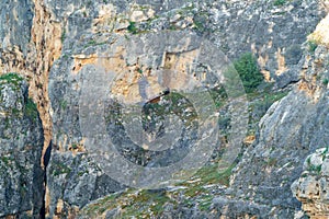 Griffon vulture landing on granite rock