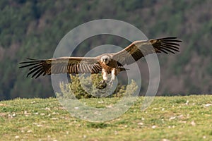 Griffon vulture landing with wings outstretched