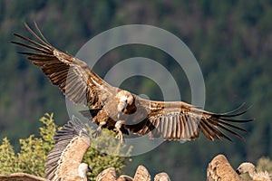 Griffon vulture landing