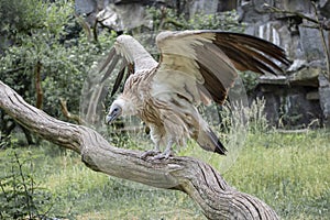 Griffon vulture, a large Old World vulture. Sand-coloured to dark brown, with a white head, neck and ruff birds