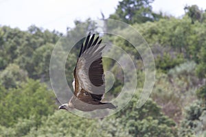 Griffon Vulture, Las Arribes del Duero Natural Park, Aldeadavila de la Ribera