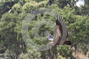 Griffon Vulture, Las Arribes del Duero Natural Park, Aldeadavila de la Ribera photo