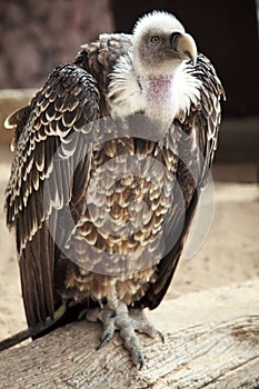 Griffon vulture Latin Gyps fulvus - a large predatory bird of the hawks family, scavenger