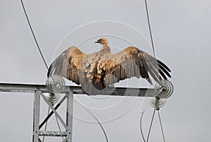 Griffon vulture in a light tower photo
