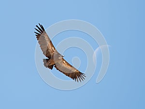 Griffon Vulture on Migration with Moon in Background