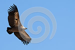 Griffon vulture with negative space and blue sky background in Alcoy photo