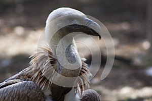 Griffon vulture portrait