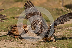 Griffon vulture rebuking a bearded vulture